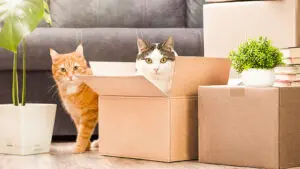 Essential stress-free moving tips for homebuyers with pets.
